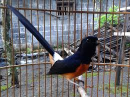 Bisa dikatakan, jenis burung murai bordan ini memiliki unsur dua spesies yang berbeda. Kicau Burung Mania Melihat Ciri Murai Medan