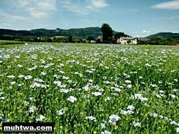 موضوع تعبير عن الزراعة واهميتها بالعناصر كامل موقع محتوى