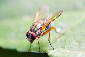 To keep them out of your. 23 Commonly Asked Questions And Facts About Gnats Wildlife Informer