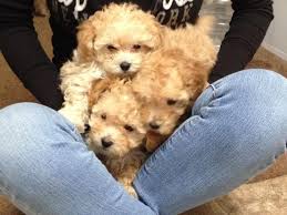 $2000 (includes certificates of registration) we have three male red poodles. Super Cute Apricot Teacup Tiny Toy Poodle 11 Months Aged Last One For Sale In Tucson Arizona Classified Americanlisted Com