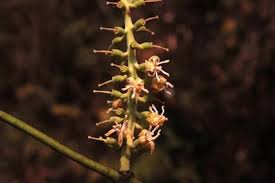 Image result for Vanwykia remota