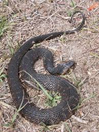 Black And Yellow Banded Snake Texas Harmless Watersnake Flattens Body Water Moccasin Snake Animals Of The World Snake