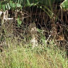 Image result for Digitaria eriantha