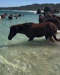 Horses Enjoying Water Activities | TikTok