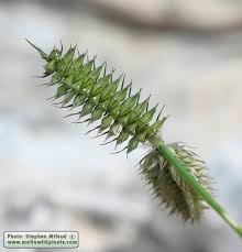 Image result for Dactyloctenium aegyptium