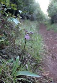 Image result for Cynorkis kassneriana