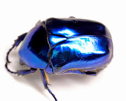 Image result for Buchnera speciosa