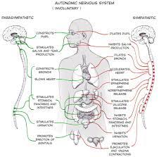 Experiment Activate Your Sympathetic Nervous System Autonomic Nervous System Dysfunction Autonomic Nervous System Nervous System Anatomy