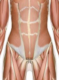 Intermediate back muscles and c. Muscles Of The Abdomen Lower Back And Pelvis