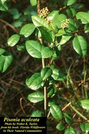 Image result for Pisonia