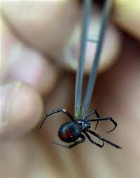 This spider attempts to escape rather than bite. Chile S Black Widow Spider May Yield Spermicide Reuters