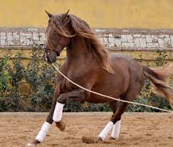 p r e hengste findet ihr auf ehorses de mehr info s zu diesem p r e gibt s hier http www ehorses de pre hengst 4jahre 165 pferde pre pferde schone pferde