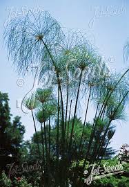 Image result for Cyperus papyrus