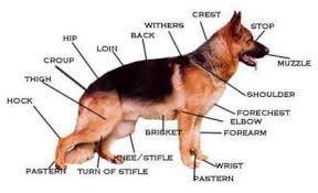 Www Ankara Alman The German Shepherd Dog Is One Of America S Most Popular Dog Breeds German Shepherd Dogs German Shepherd Training German Shepherd Facts