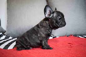 Black And Tan Frenchie Cost Tommy Castillo Blanco Kennel Frenchieforsale Frenchie4sale Frenchbulldogforsale Frenchbul Bulldog Puppies French Bulldog Puppies French Bulldog For Sale