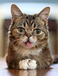 Some images are hidden because they can no longer be found or have been removed by the file host. Is Down Syndrome In Cats Common Learn About The Genetic Anomaly