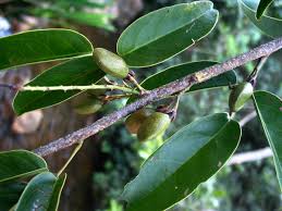 Image result for Connaraceae