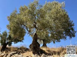 The Rising Thirst For Olive Oil In Asia L P Global