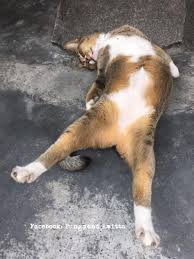 Demet Bayrakgil Adli Kullanicinin Cats And Kittens Panosundaki Pin Kedi