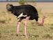 Image of How fast is an ostrich?