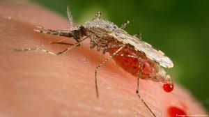 There are no land mammals that would make the list of the ten largest mammals on earth. The Mosquito The World S Smallest Biggest Killer Science In Depth Reporting On Science And Technology Dw 02 02 2016