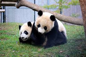 Joining them on flight is vet and their zoo keeper plus lots of bamboo. Toronto Zoo Is Throwing A Birthday Party For The Giant Panda Cubs Aznmodern