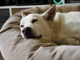 Is based in dayton, ohio and we work with other groups & shelters in ohio, kentucky, and indiana. Rehoming Your Dog In East Palo Alto Ca Rehome By Adopt A Pet Com
