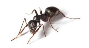 We've ranked 122 companies based on the feedback of over 3,800 verified consumer reviews. Eco Friendly Pest Control Ridgefield Wa Ecocare Pest Solutions