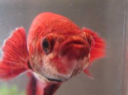 Fish Betta Fish Mouth Fungus