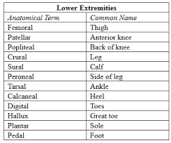 The lower leg itself, referring to the area between the ankle and knee, is composed mainly of muscles lying around two thin but very strong long bones a swollen calf may arise as a sign of inflammation following injury to one or more structures of the leg. Terminology For Parts Of The Leg Biology Stack Exchange