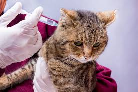 Es gibt aber auch tiere die jahrelang mit der infektion leben. Wie Teuer Ist Es Katzen Zu Impfen Tierischehelden