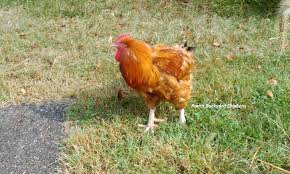 You can now order online, all your here at roosters chicken and grill we are constantly striving to improve our service and quality in. Pam S Backyard Chickens What Do Roosters Eat