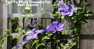We did not find results for: All Information About Tips To Prune Clematis For Best Growth