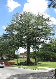 Image result for Ceiba pentandra