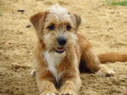 About norwich the breed known today as the norwich terrier originated in the late 19th century in east learn more norwich terrier upper airway syndrome (ntuas) resources for owners and. 10 Lab Terrier Mix Dogs We Can T Get Enough Of Your Dog Advisor