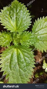 Image result for Urticaceae