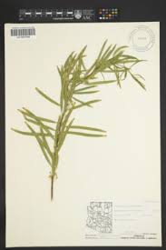 Image result for Pittosporum mildbraedii