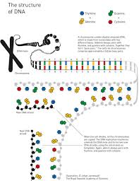 Dna Repair Research Wins 3 Scientists Nobel Prize In Chemistry Nobel Prize In Chemistry Dna Project Dna