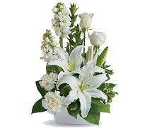 We did not find results for: 26 Condolence Wreath Singapore Ideas Flower Delivery Sympathy Flowers Funeral Flowers