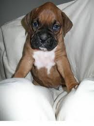 We have limited foster homes and have to match the new rescue boxer to the right home and that can be a challenge. Pin On Cute Babys