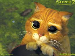 Wish Happy New Year 2015 2015 Happy New Year 2015 Meme Sui Gatti Occhi Di Gatto Gatto Carino