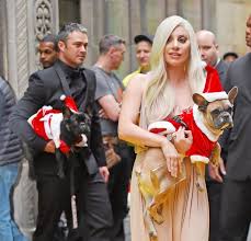 Lady gaga's dogs were targeted by thieves last night. Lady Gaga S Pooches Show It S A Dog S Life As They Re Dressed For The Red Carpet Mirror Online
