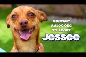 Our adoption centers in detroit, westland and howell are accepting walk ups for pet adoptions with the following restrictions. Dogs For Adoption Near Garden Grove Ca Petfinder