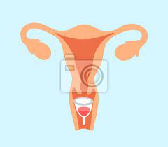 Sprawdź, jaki rodzaj i rozmiar najlepiej wybrać. Wewnatrz Pochwy Kobiety Kobiety Stosuje Sie Kubek Menstruacyjny Fototapeta Fototapety Menstruacyjny Genitalia Pochwa Myloview Pl