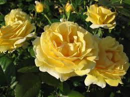 So let's see the list of most beautiful flowers and enlighten you about them. The 6 Most Beautiful Roses In The World Sara Verdier
