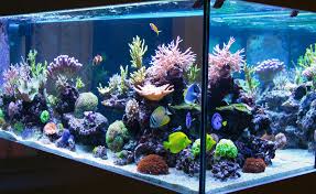 Clorura de var se utilizeaza pentru dezinfectarea si igiena mediului (dezinfectarea suprafetelor). Ce Trebuie SÄ Ètii Despre AdÄugarea Apei De Var In Acvariile De Recif TÄramul Animalelor