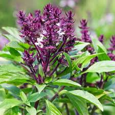 ?ip= recipes 2020 ext:asp / easy keto recipes: What Is Holy Basil Essential Oil Used For