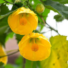 Image result for Abutilon sp.no.2