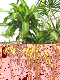 The plants today are mostly used to decorate the interiors of those chances are already pretty high because dracaena plants are very easy to propagate, but the rootoing hormone corn plant. Corn Plant Dracaena Fragrans Massangeana Calyx Flowers Inc