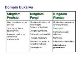 Ppt Domain Eukarya Powerpoint Presentation Free Download Id 2976457